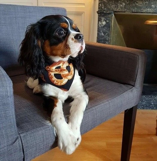 Arizona Hotdogs Bandana Bretzel/Bagel XXL – Image 5