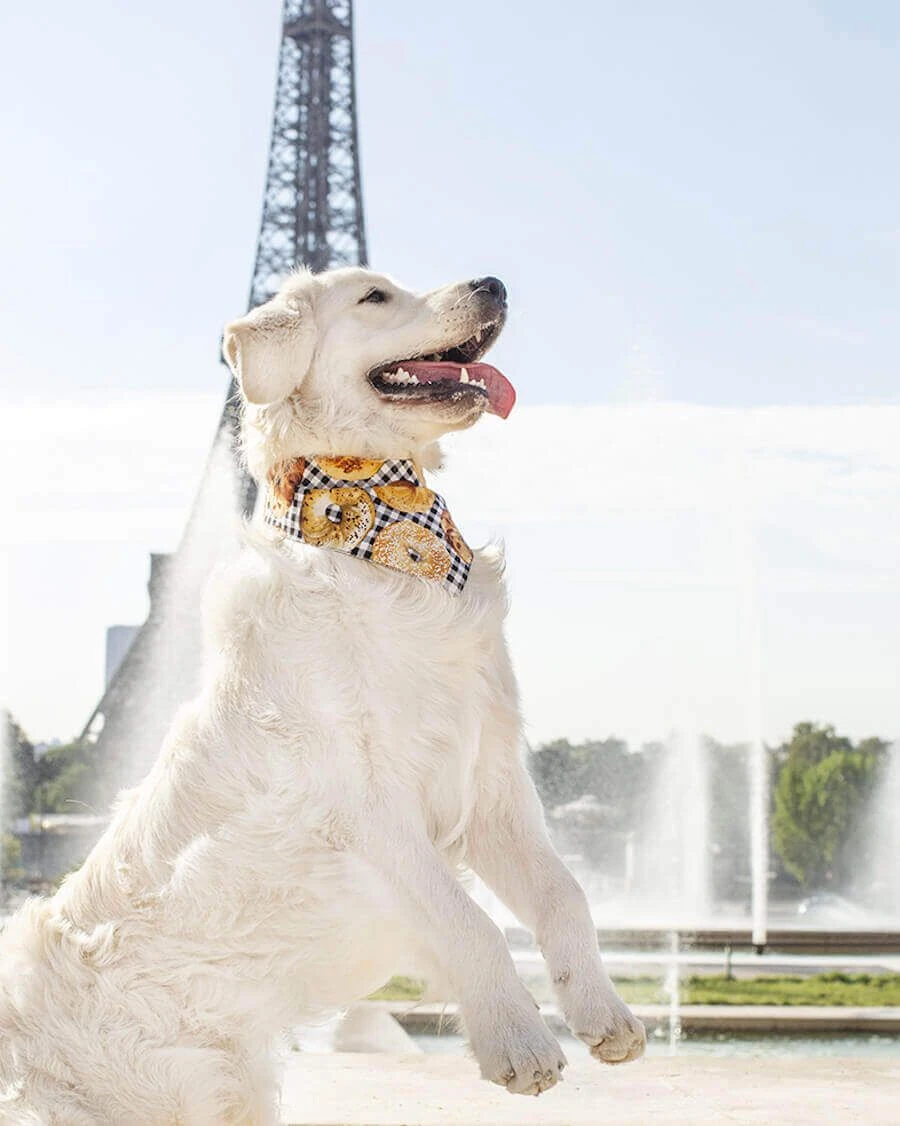 Arizona Hotdogs Bandana Bretzel/Bagel XXL – Image 2