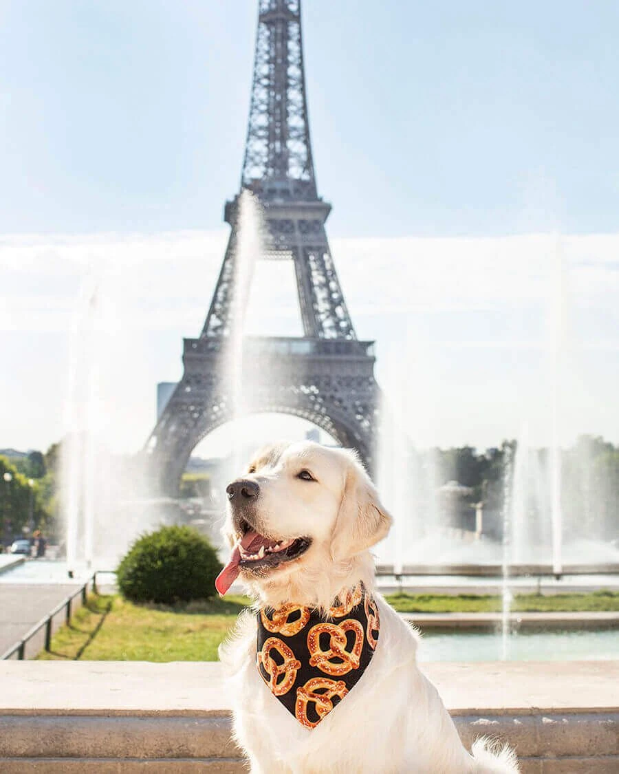 Arizona Hotdogs Bandana Bretzel/Bagel XXL – Image 4