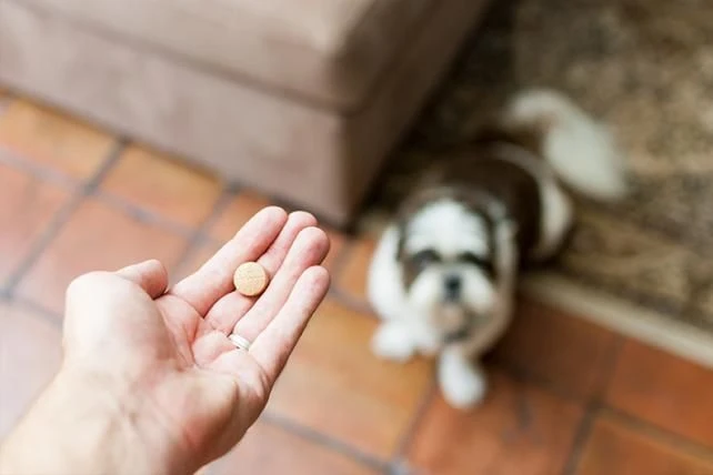 Drontal Chien 6 Cps – Image 2