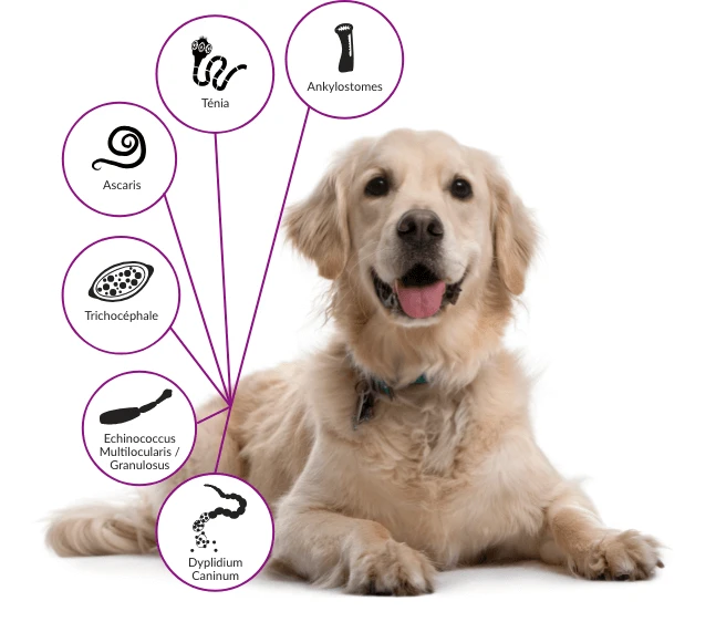 Drontal P XL Vermifuge Chien Gout Viande 2 Cps – Image 3