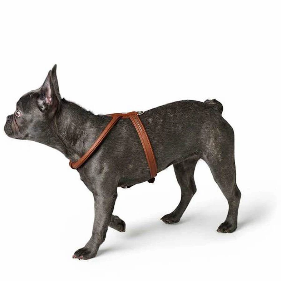 Hunter Harnais Modern Art R&S Petit Luxus Pour Chien Cognac S – Image 2