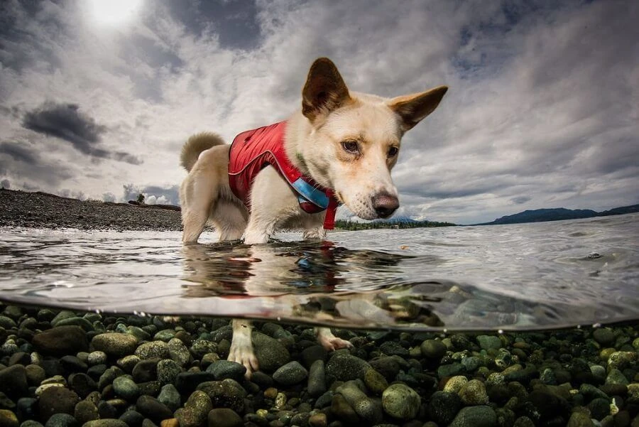 Kurgo Gilet De Flottaison Surf N Turf Rouge XL – Image 4