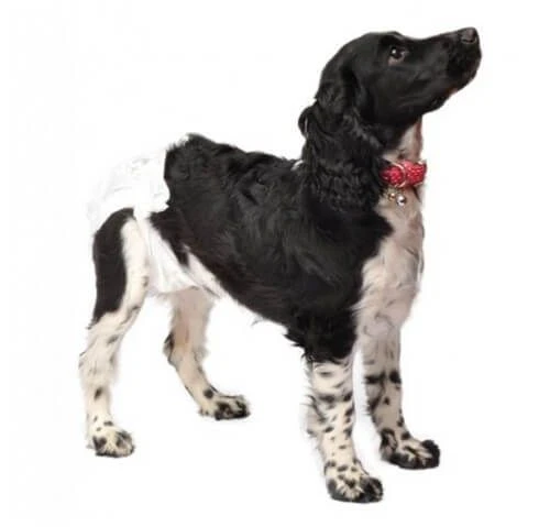 Couche-culotte Camon Chien L X12 – Image 2