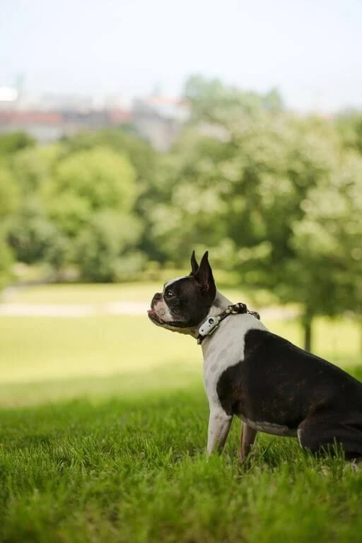 Tickless Mini Dog Blanc Rechargeable – Image 2