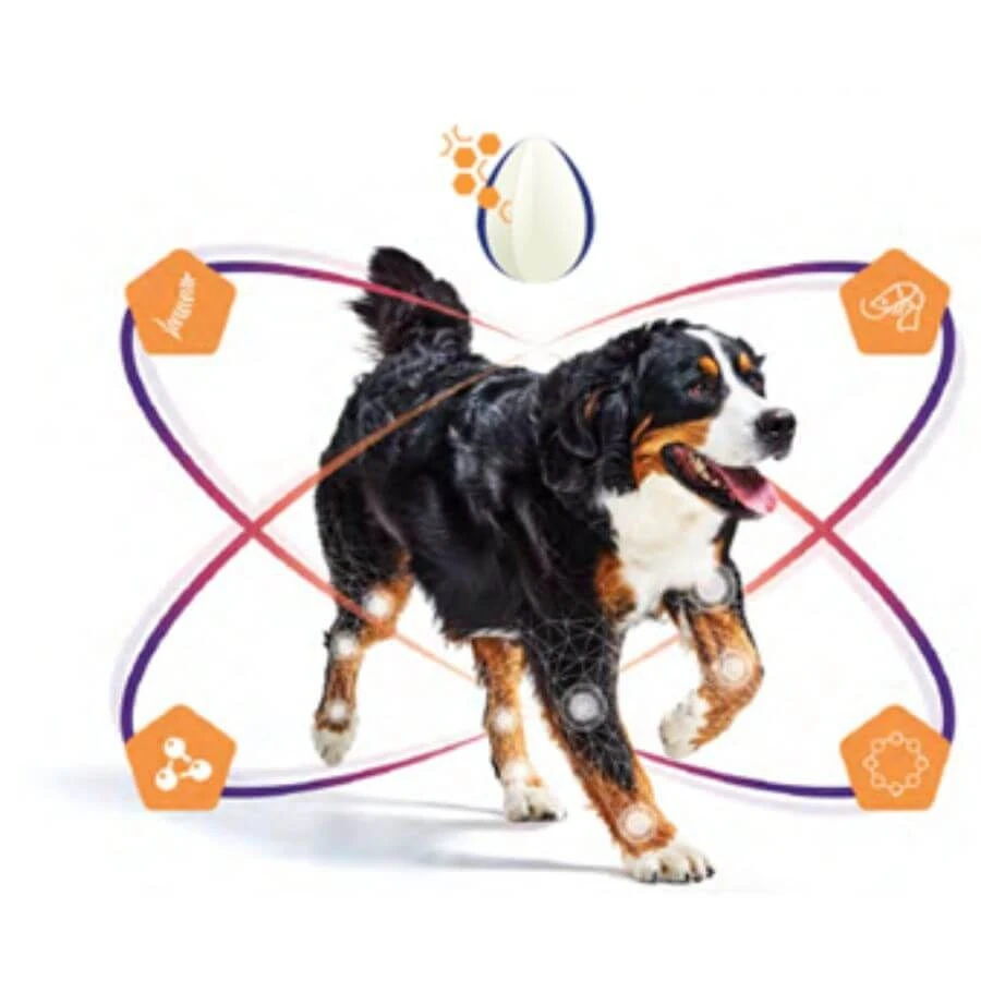 Virbac Movoflex Chien M – Image 4